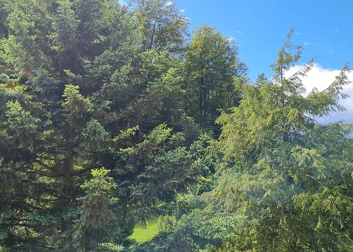 Birds-Nest Ferienwohnung Waldblick Kamin